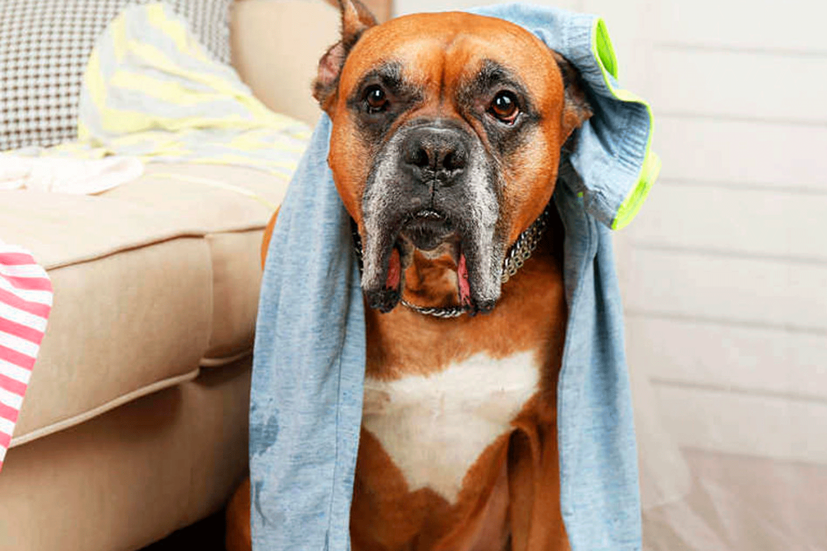 La moda canina: las tendencias que están marcando estilo La moda canina: las tendencias que están marcando estilo